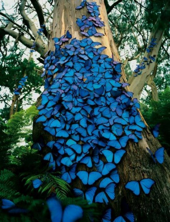 ლურჯი პეპლები, ბრაზილია