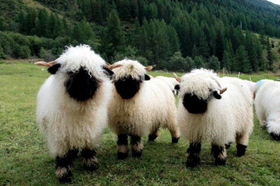 ვალისის(შვეიცარია) შავცხვირა ცხვარი