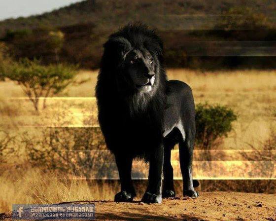 შავი ლომი, იშვიათი სანახაობა