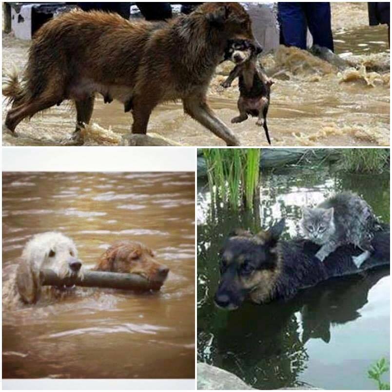 Прямо жалко. Животные спасают друг друга. Наводнение в Тбилиси зоопарк. Картинки затопленного зоопарка Грузии. Собаки в Тбилиси.