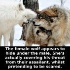 საოცარია როგორ იცავს ძუ მგელი მამრს