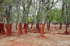 ალუმინის ქარხნის აფეთქებისას გადმოღვრილი წითელი ტალახის კვალი ხეებზე, უნგრეთი