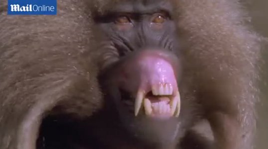ერთი კბილი აკლია ამ მაიმუნს