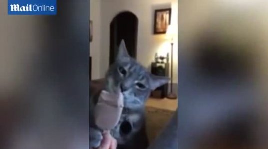 ნაყინის მოყვარული კატა პატრონს თათით "აკავებს"