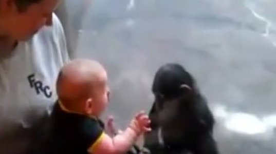 ბავშვი და მაიმუნი
