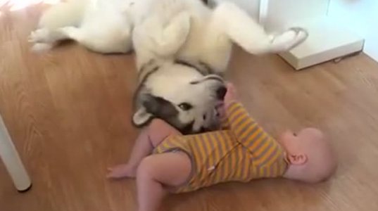 ბავშვი და ძაღლი თამაშობენ