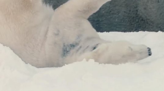 სან-დიეგოს ზოოპარკში ხელოვნური თოვლით გაახარეს დათვები