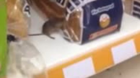 "თაგუნია" ბრაზილიურ სუპერმარკეტში პურს მიირთმევს
