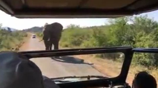 შვარცნეიგერმა  Instagram-ზე ვიდეო დადო,სადაც სპილოს გაურბის