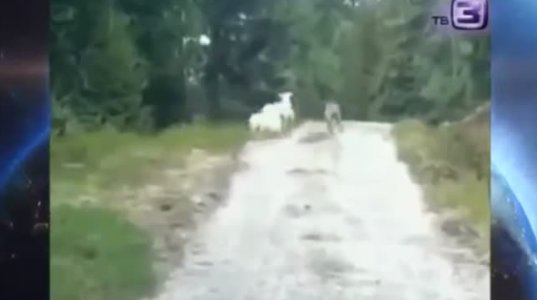 უცნაური შემთხვევა:ცხვარი მგელს თავს დაესხა(აზერბაიჯანი)