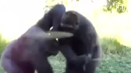 მაიმუნების  ჩხუბი ზოოპარკში