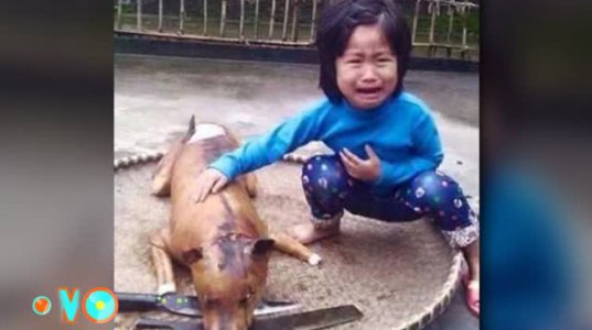 5 წლის ბავშვმა საკუთარი ძაღლი იპოვა ძაღლის ხორცის ბაზრობაზე